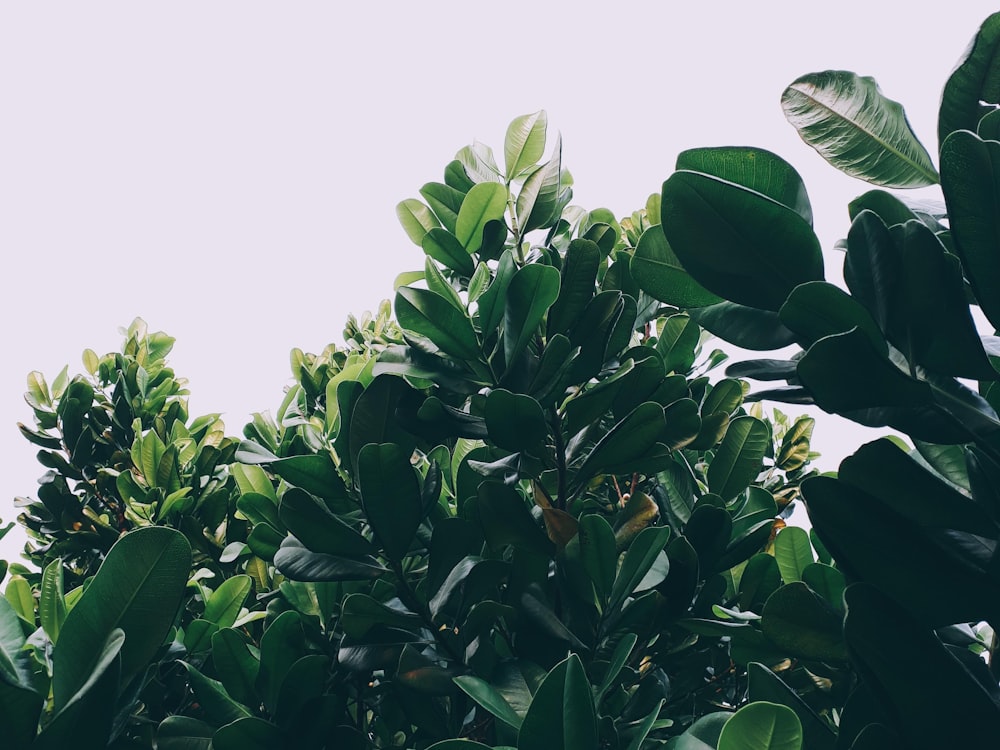 green leaves under white sky during daytime