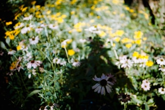 A sunny patch of the garden filled with blooming wildflowers and buzzing bees.
