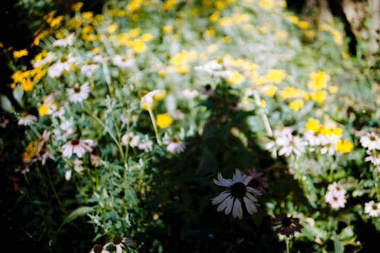 A sunny patch of the garden filled with blooming wildflowers and buzzing bees.