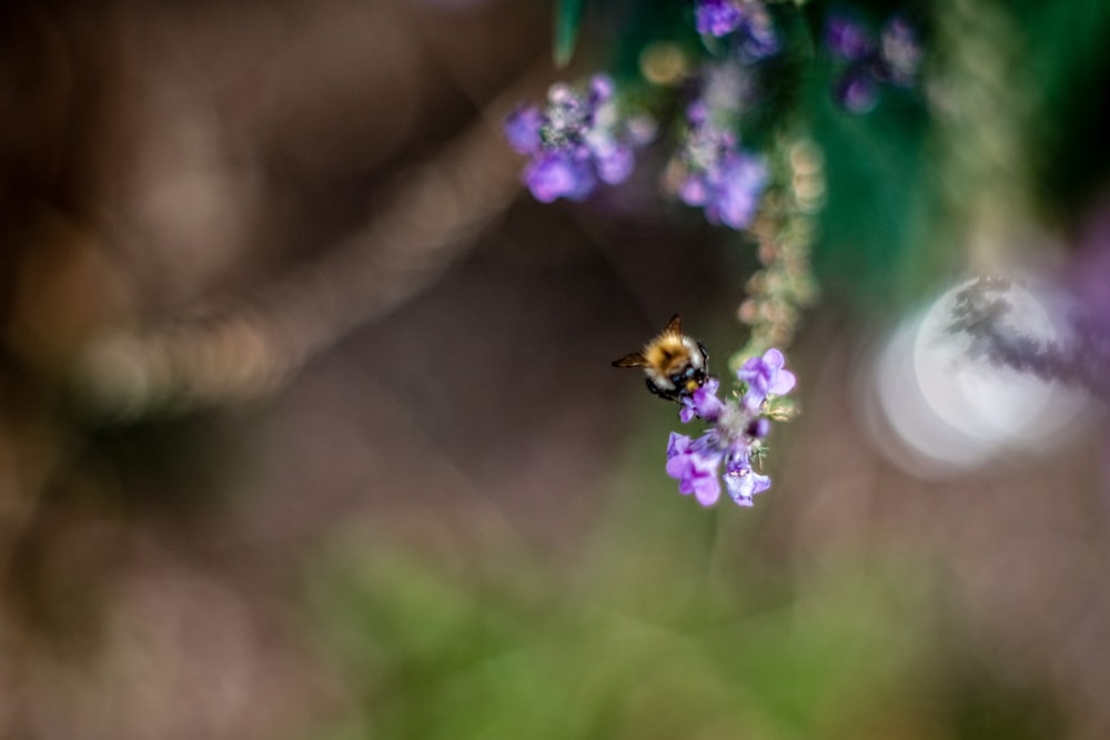 purple flower with bee in tilt shift lens