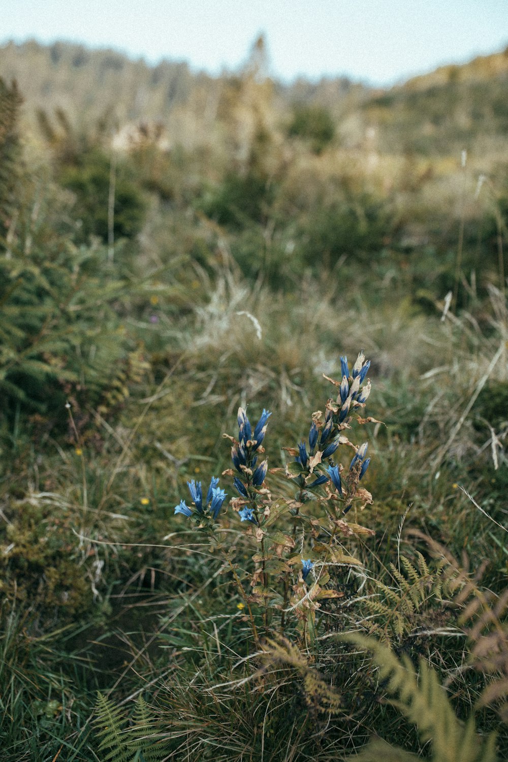 blue flowers on brown grass