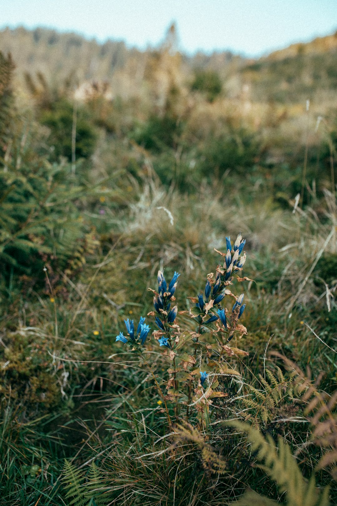 blue flowers on brown grass