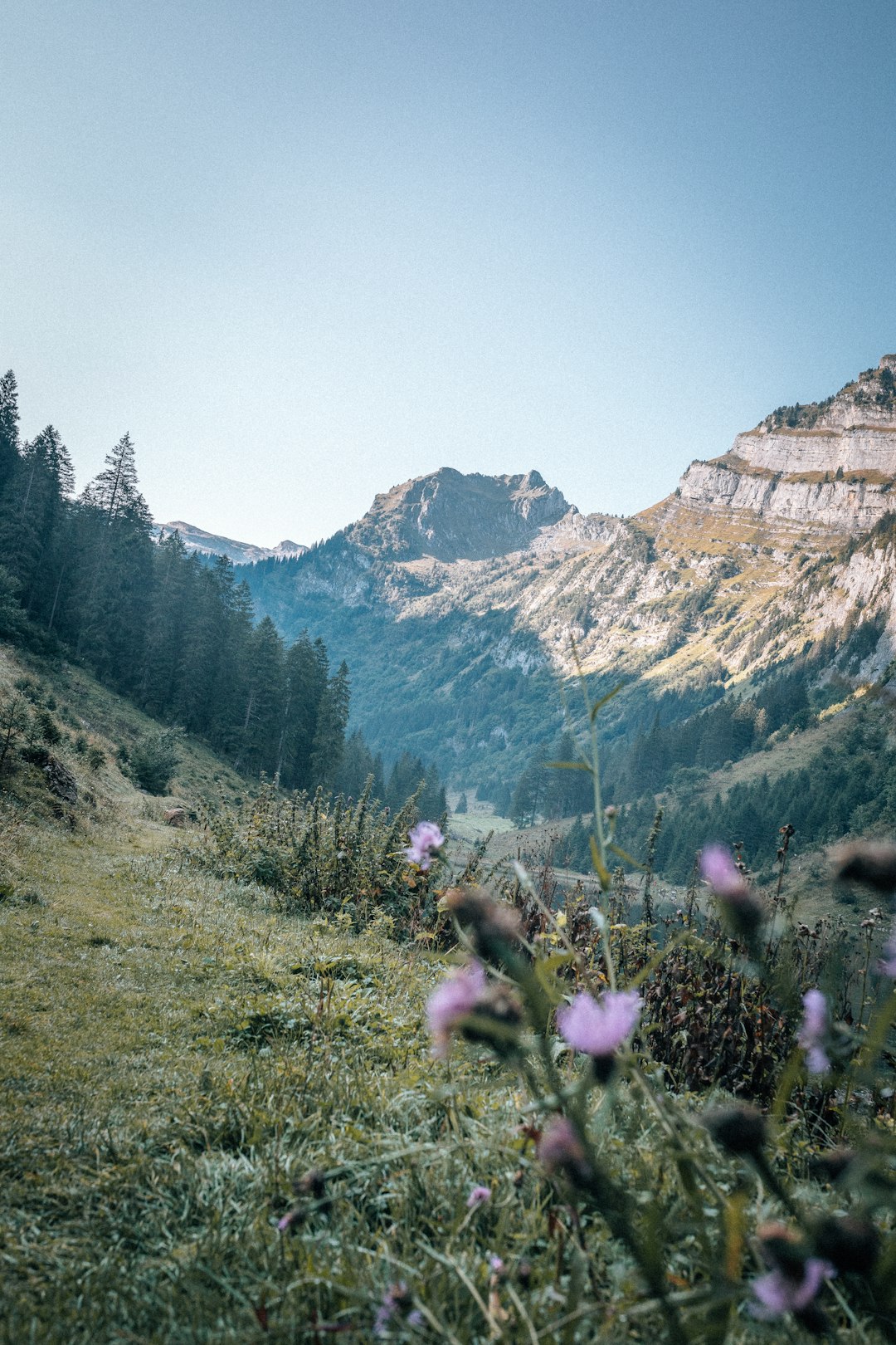 green trees on mountain under blue sky during daytime