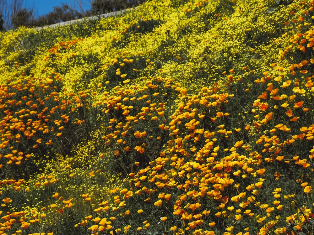 yellow flowers on green grass field during daytime