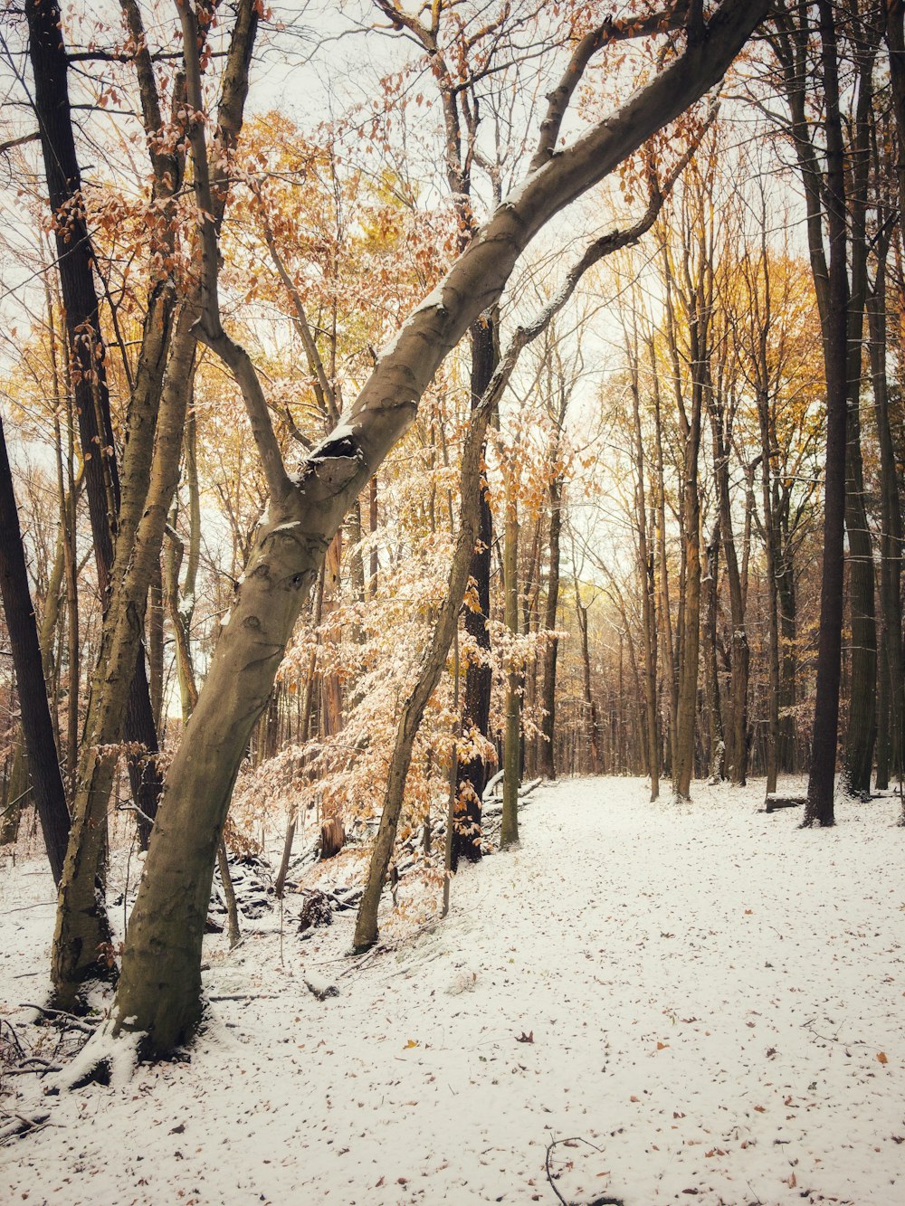 昼間は雪に覆われた地面に茶色い木々が生えている