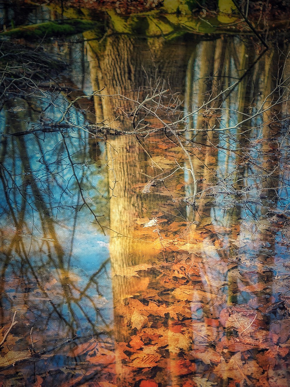 brown trees near body of water