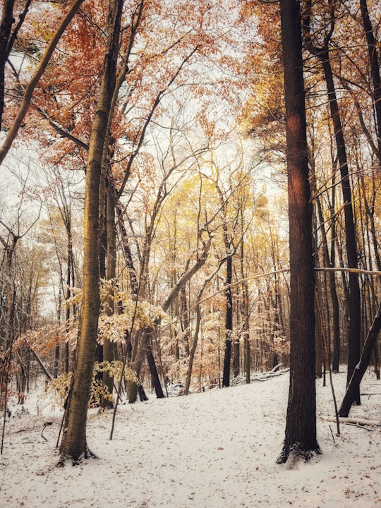 brown trees on snow covered ground during daytime in Aylmer Canada