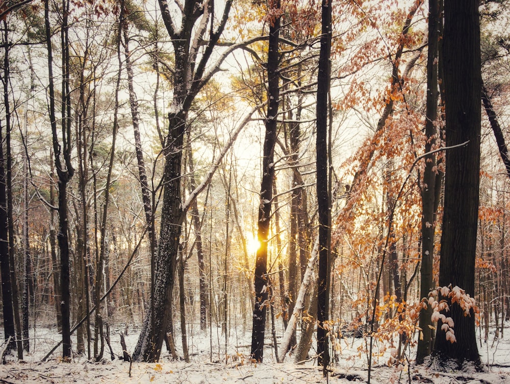 brown trees on snow covered ground during daytime