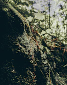 Soft moss and leafy ferns carpet a shaded corner under a tall tree canopy.