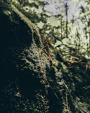 Soft moss and leafy ferns carpet a shaded corner under a tall tree canopy.