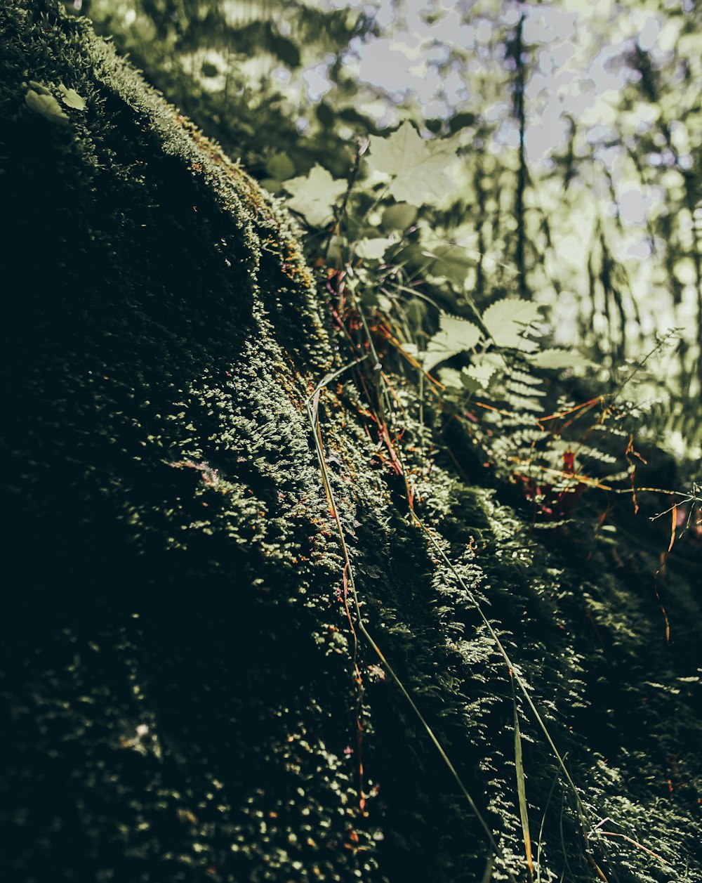 brown dried grass in tilt shift lens