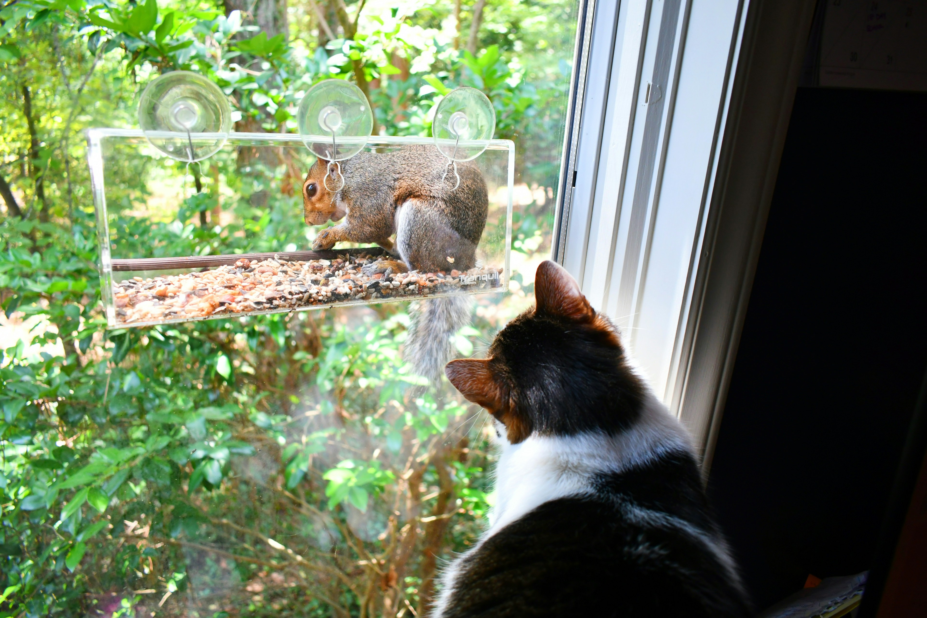 Cat and Squirrel: Window Watchers (image credits: unsplash)