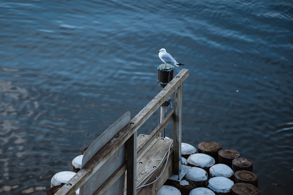 white and gray bird on brown wooden dock during daytime