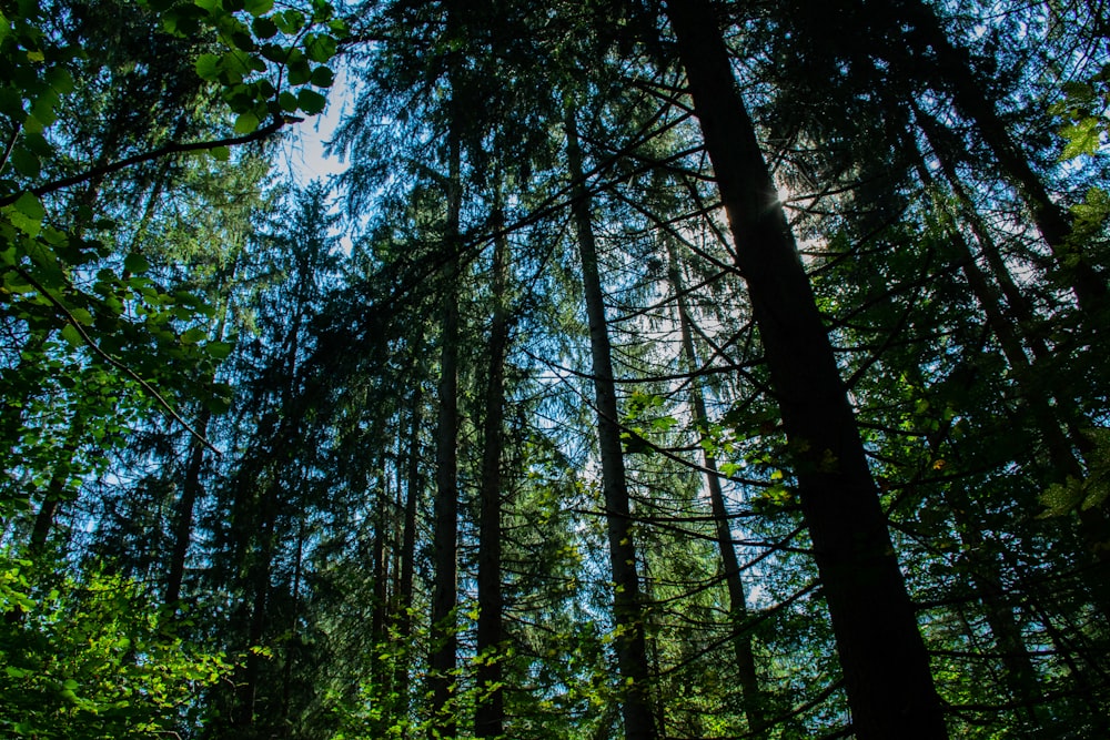 green trees under blue sky during daytime