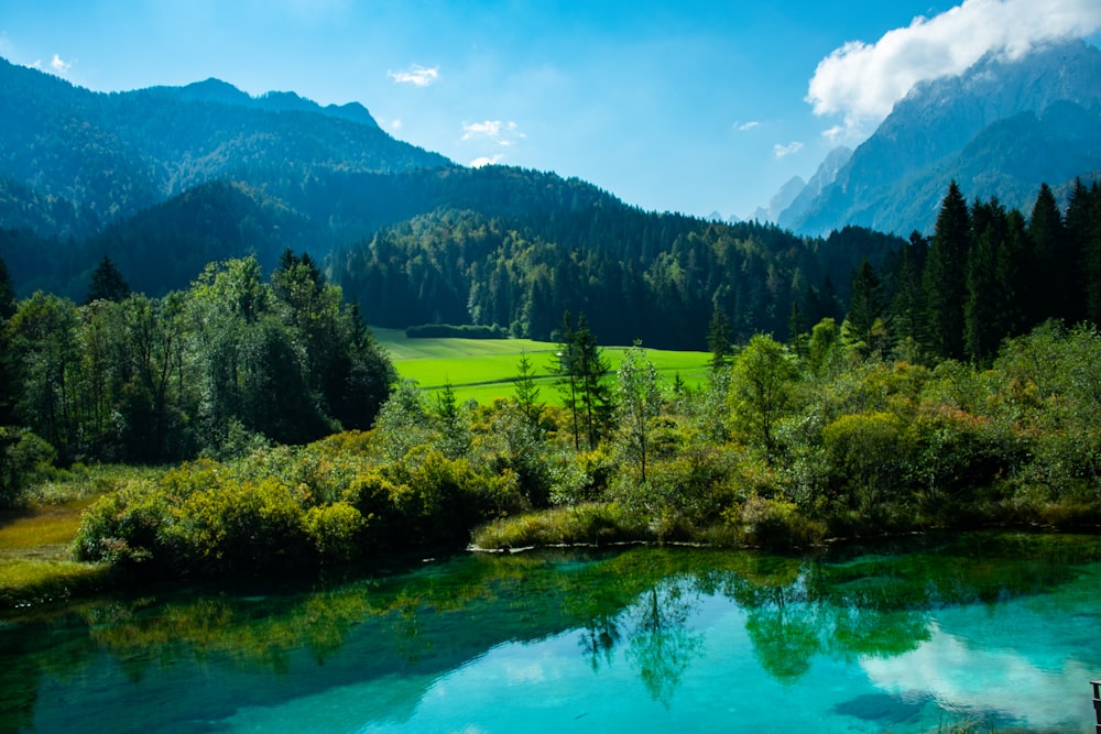 Tagsüber grüne Bäume in der Nähe des Sees