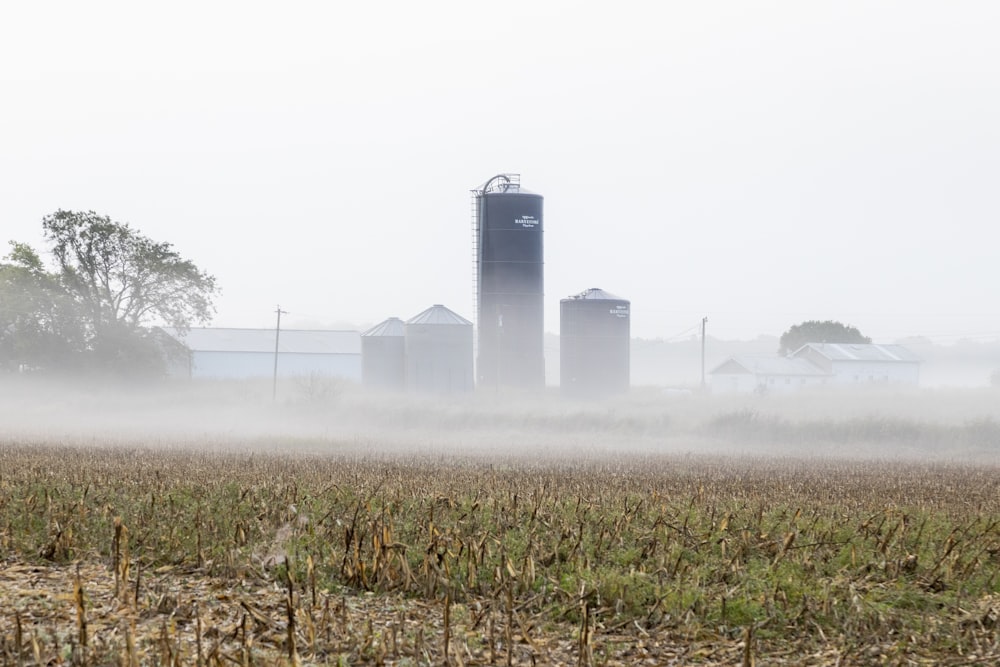 green grass field with fog