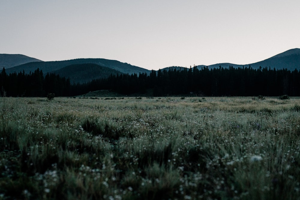 a grassy field with mountains in the background