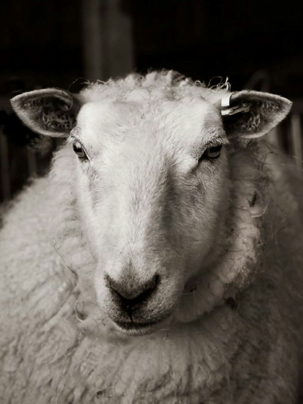 white sheep on green grass field during daytime