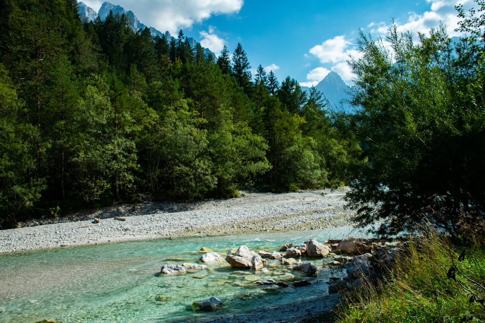 green trees near river under blue sky during daytime