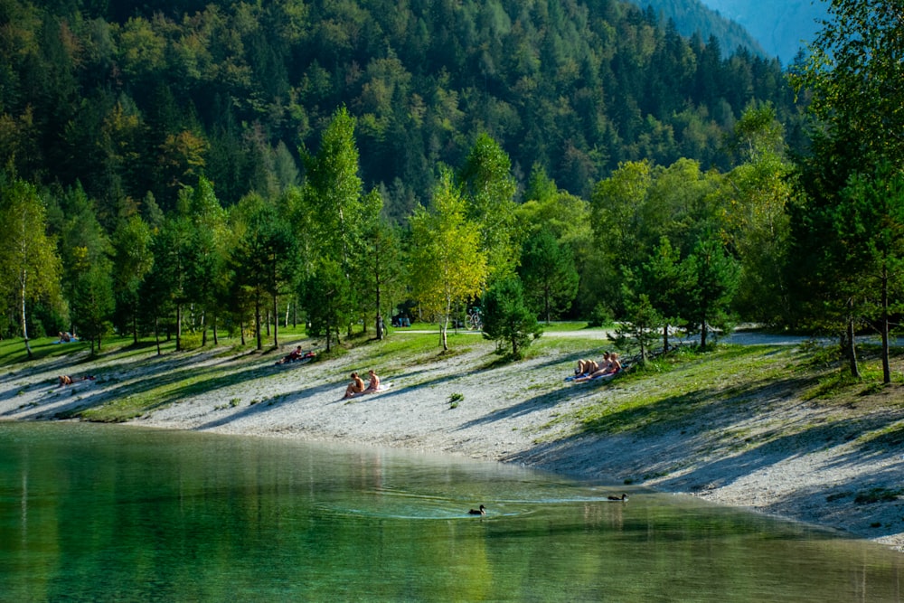 green trees beside body of water during daytime