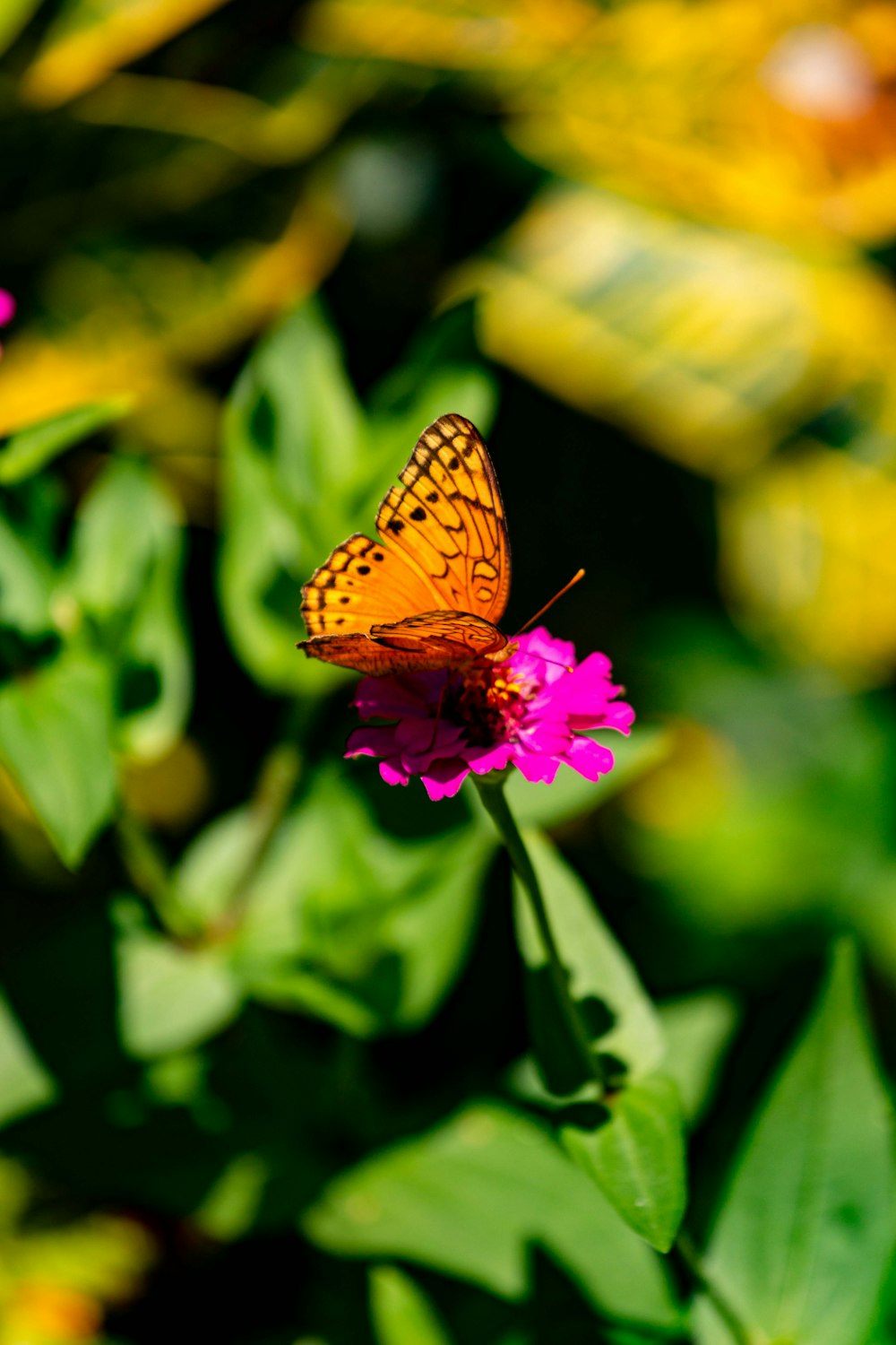 yellow and black butterfly on pink flower