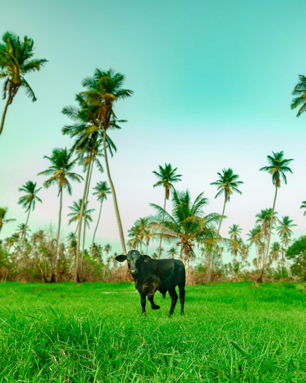 black cow on green grass field during daytime