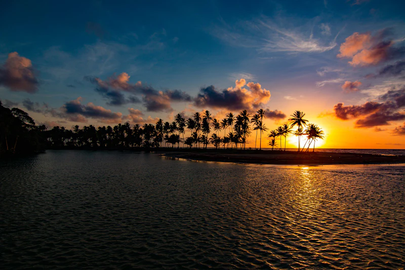 Palm trees silhouetted against a Caribbean sunset