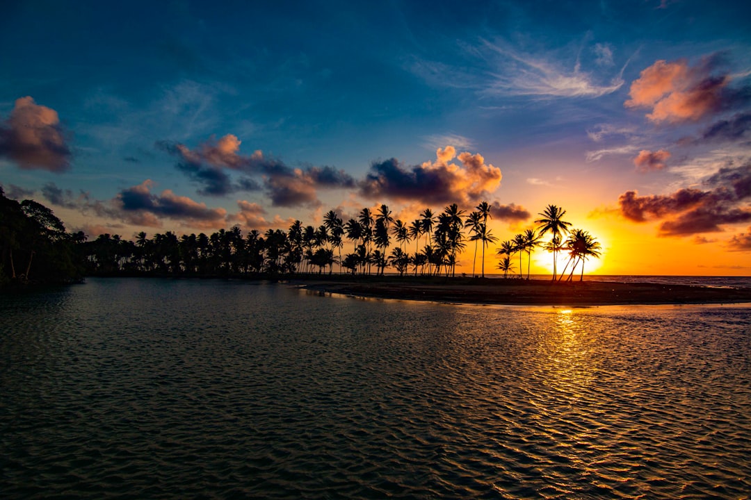 silhouette of trees near body of water during sunset