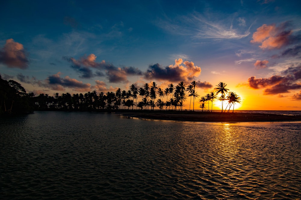 silhouette of trees near body of water during sunset