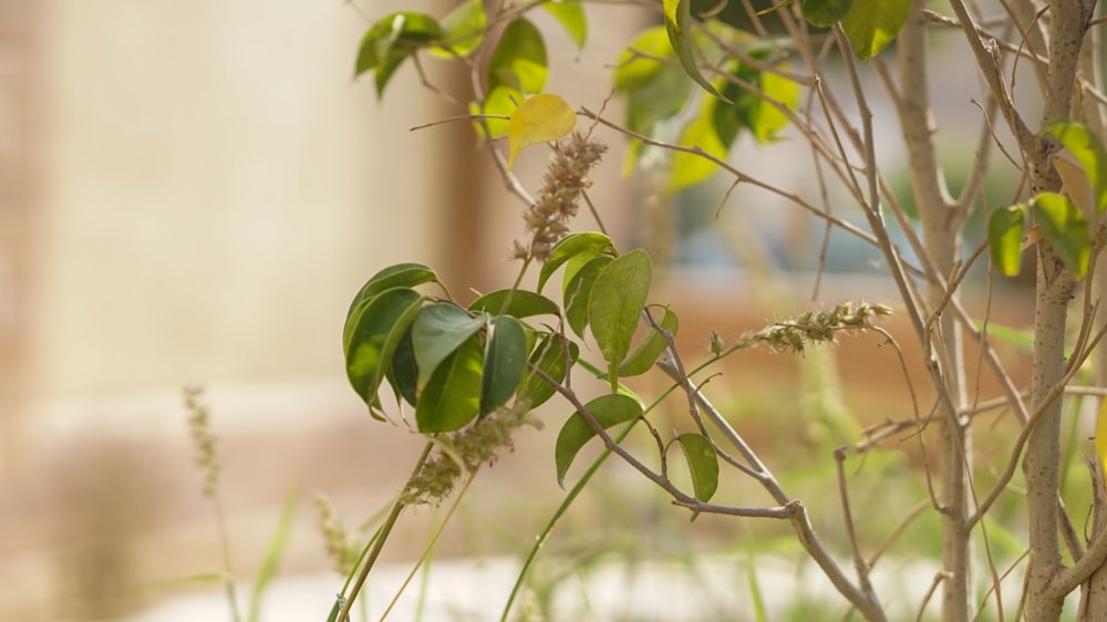 green leaves in tilt shift lens