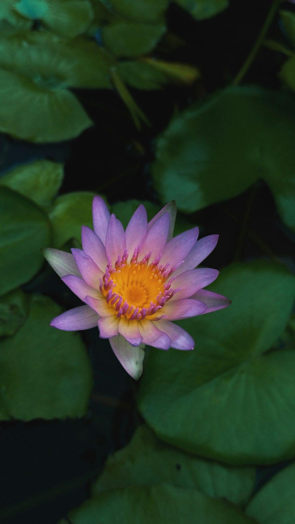 pink lotus flower in bloom