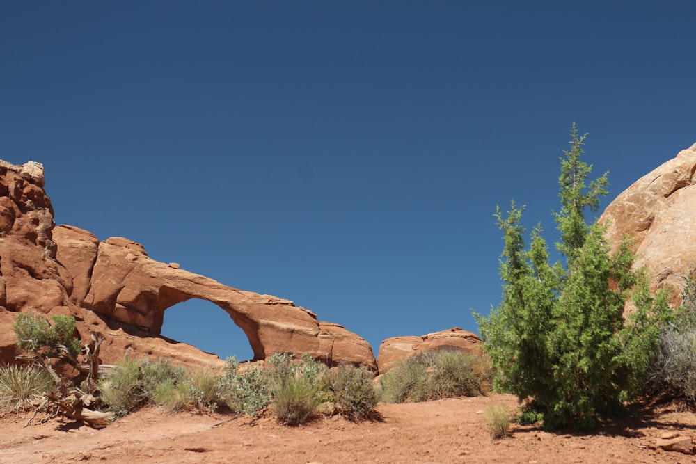 green trees on brown rock formation under blue sky during daytime