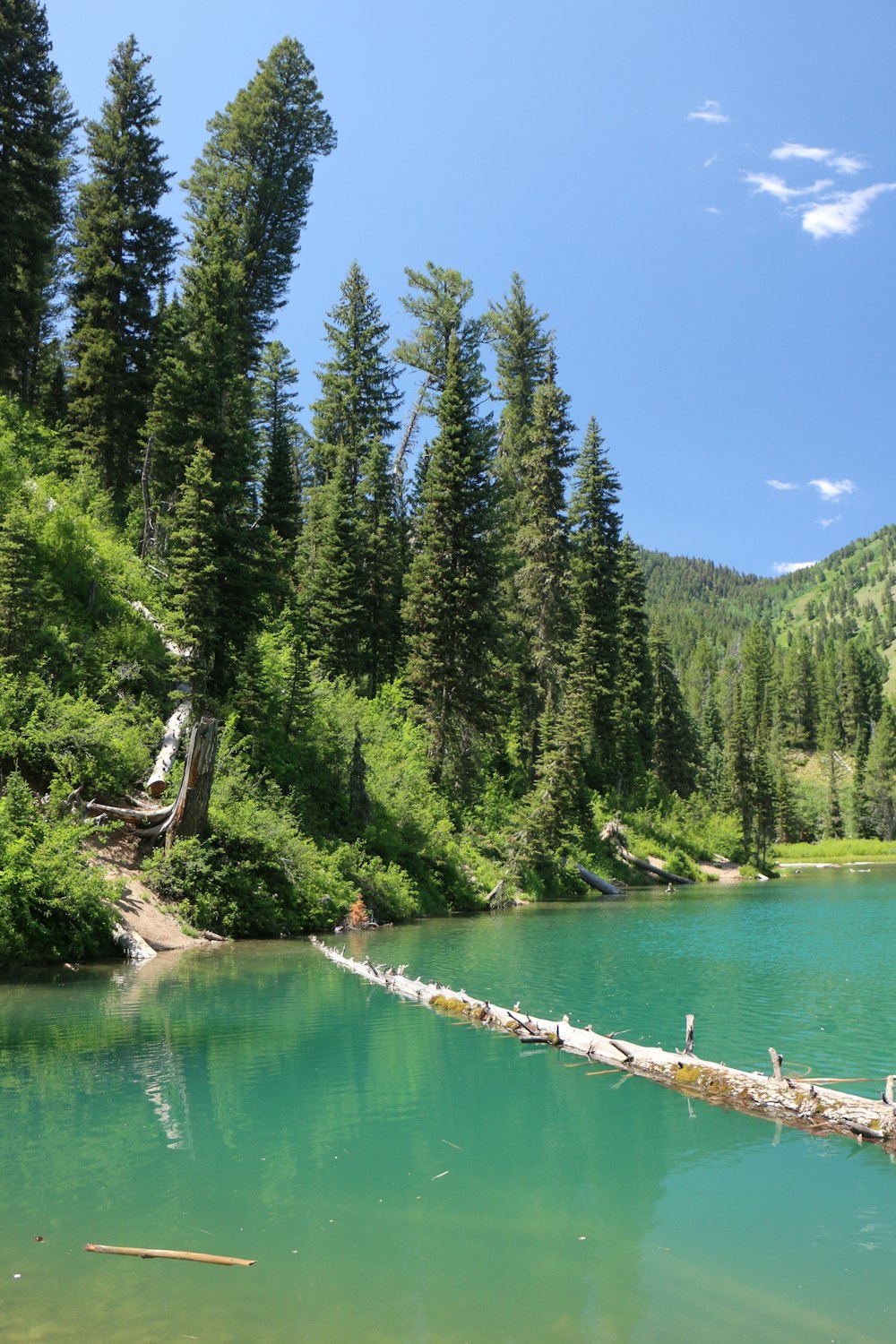 green pine trees beside river under blue sky during daytime