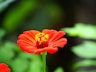 red flower in tilt shift lens