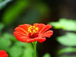 red flower in tilt shift lens