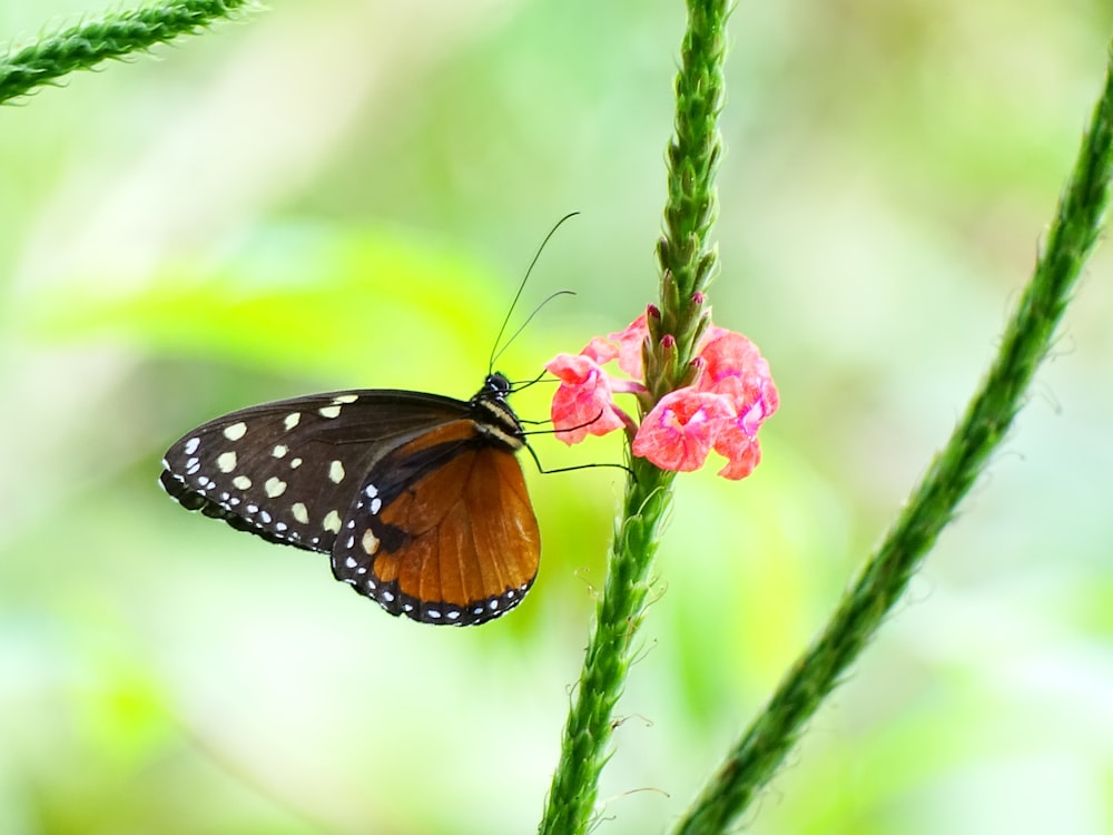 black and brown butterfly perched on pink flower