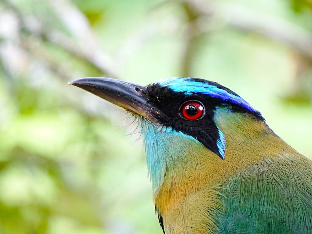 pájaro azul, amarillo y verde