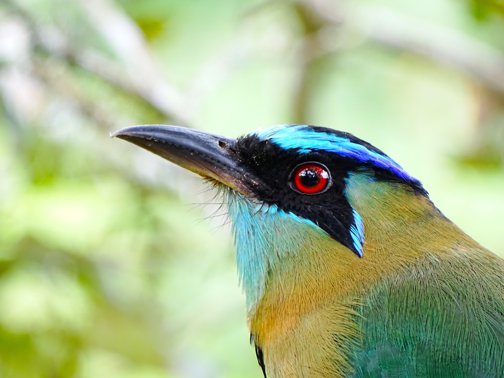 blue yellow and green bird