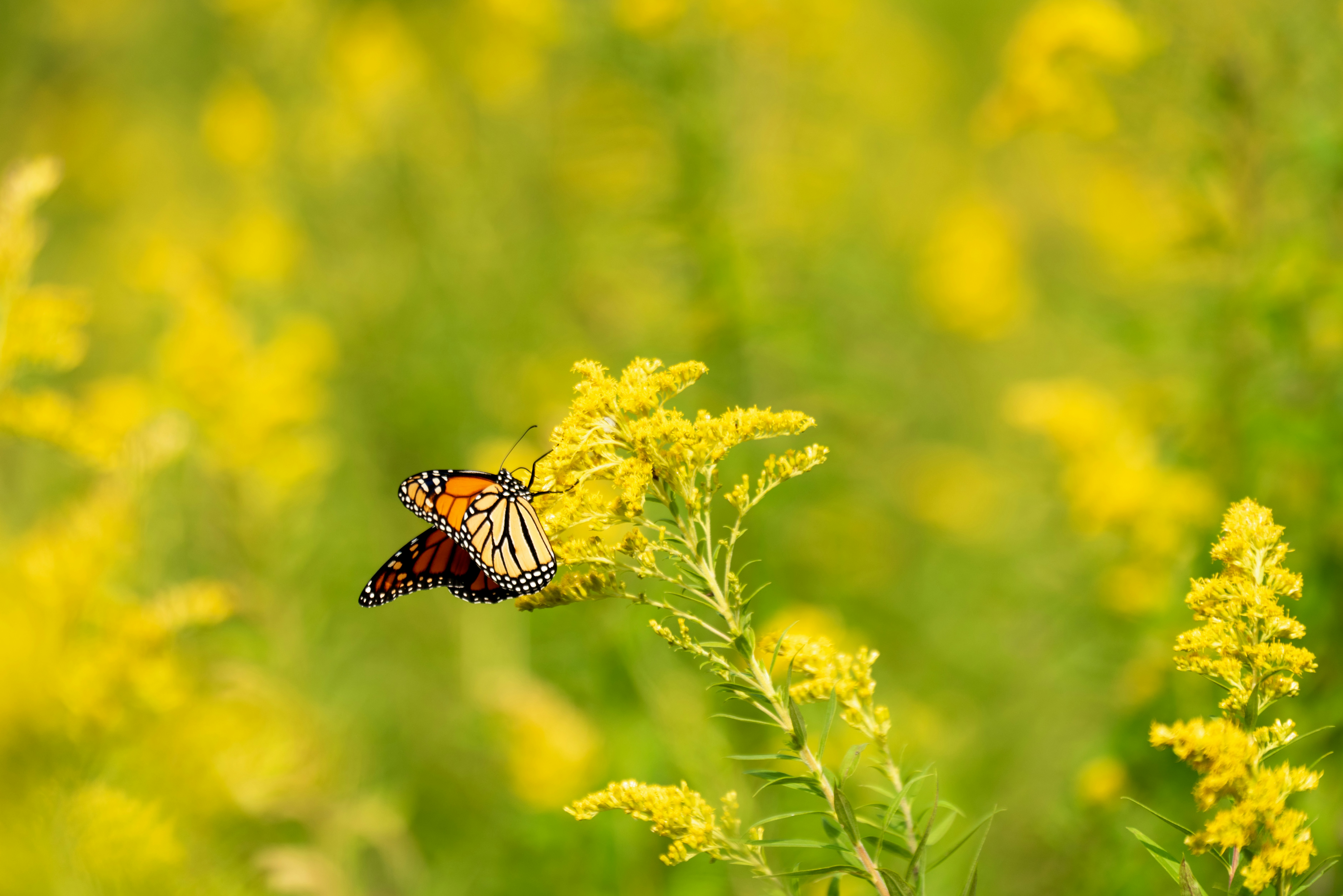 monarch butterfly perched on yellow flower during daytime, 