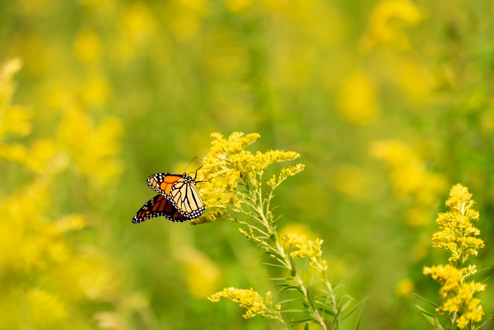 farfalla monarca appollaiata su fiore giallo durante il giorno