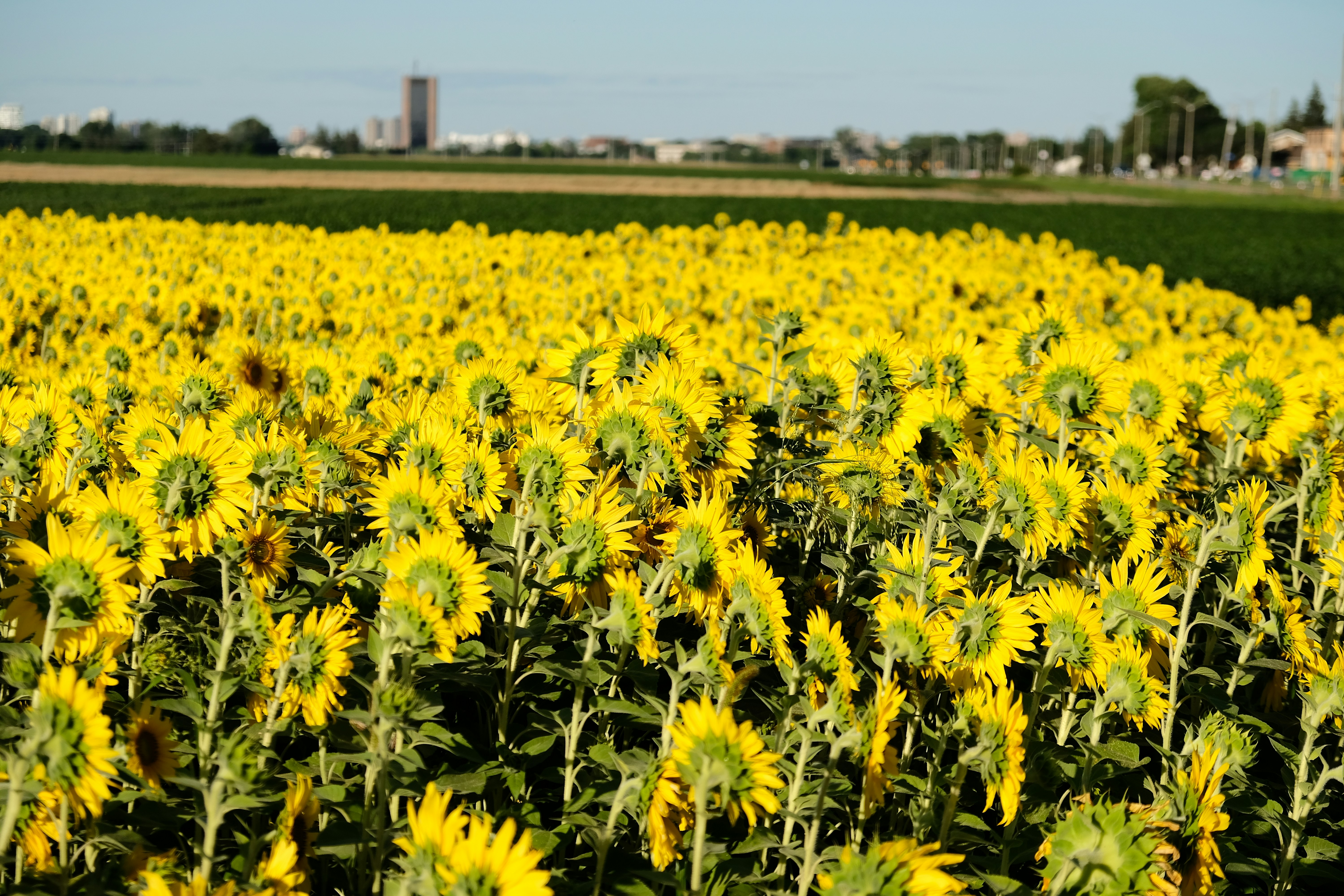 yellow flower field during daytime
