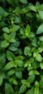 green leaves with water droplets