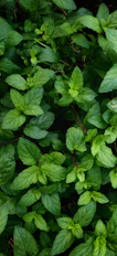 green leaves with water droplets