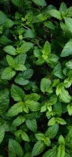 green leaves with water droplets