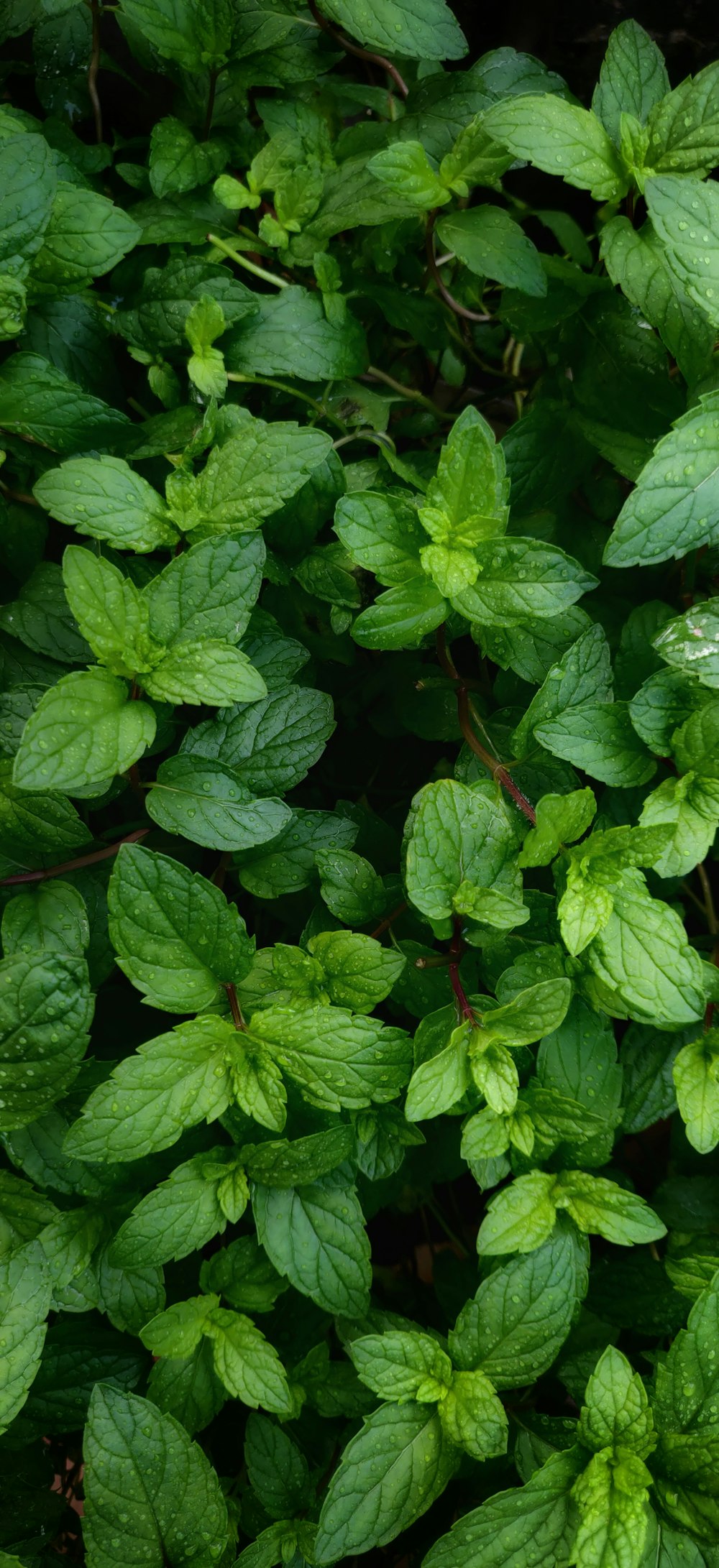 hojas verdes con gotas de agua