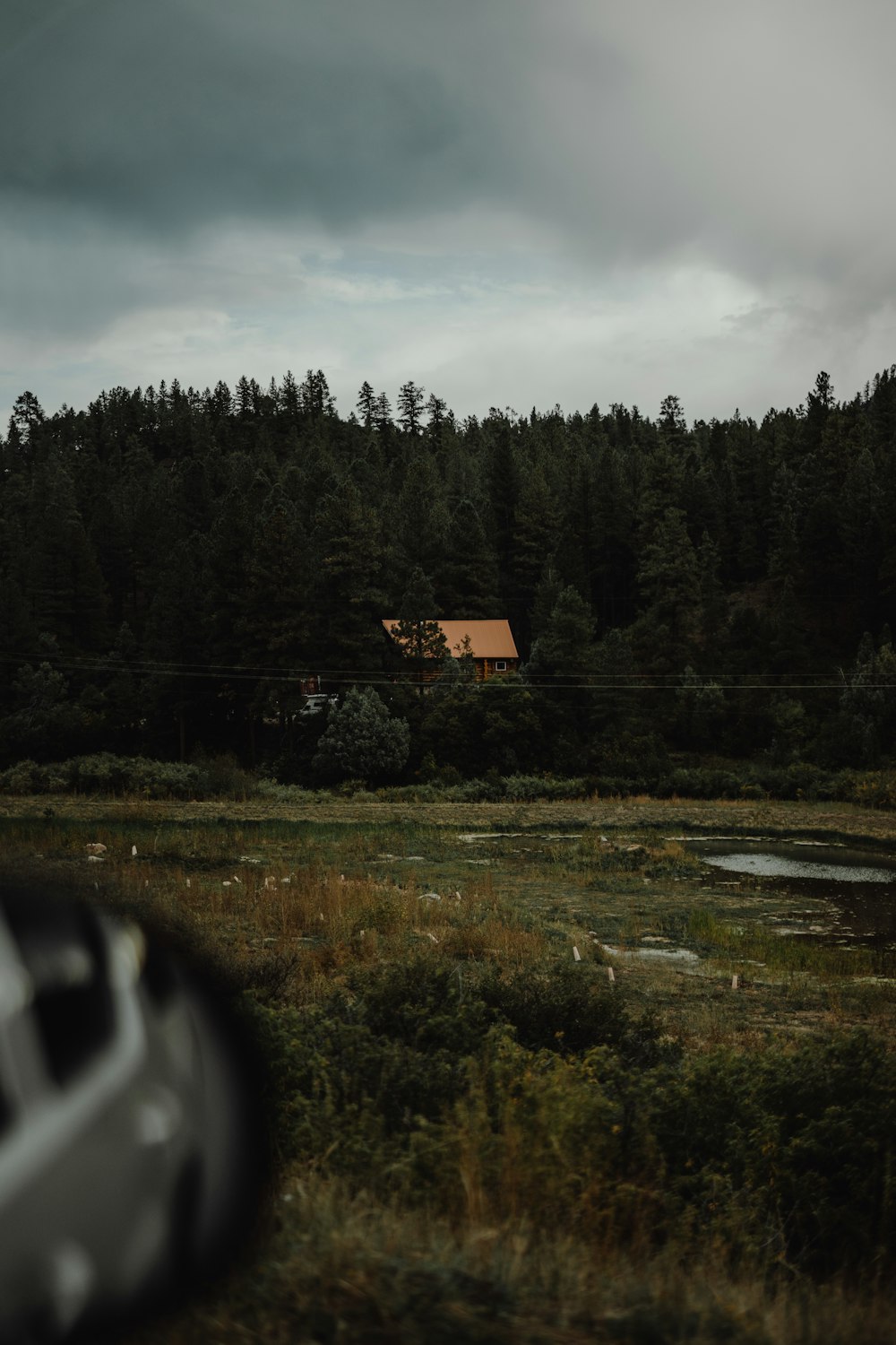 green trees under gray sky