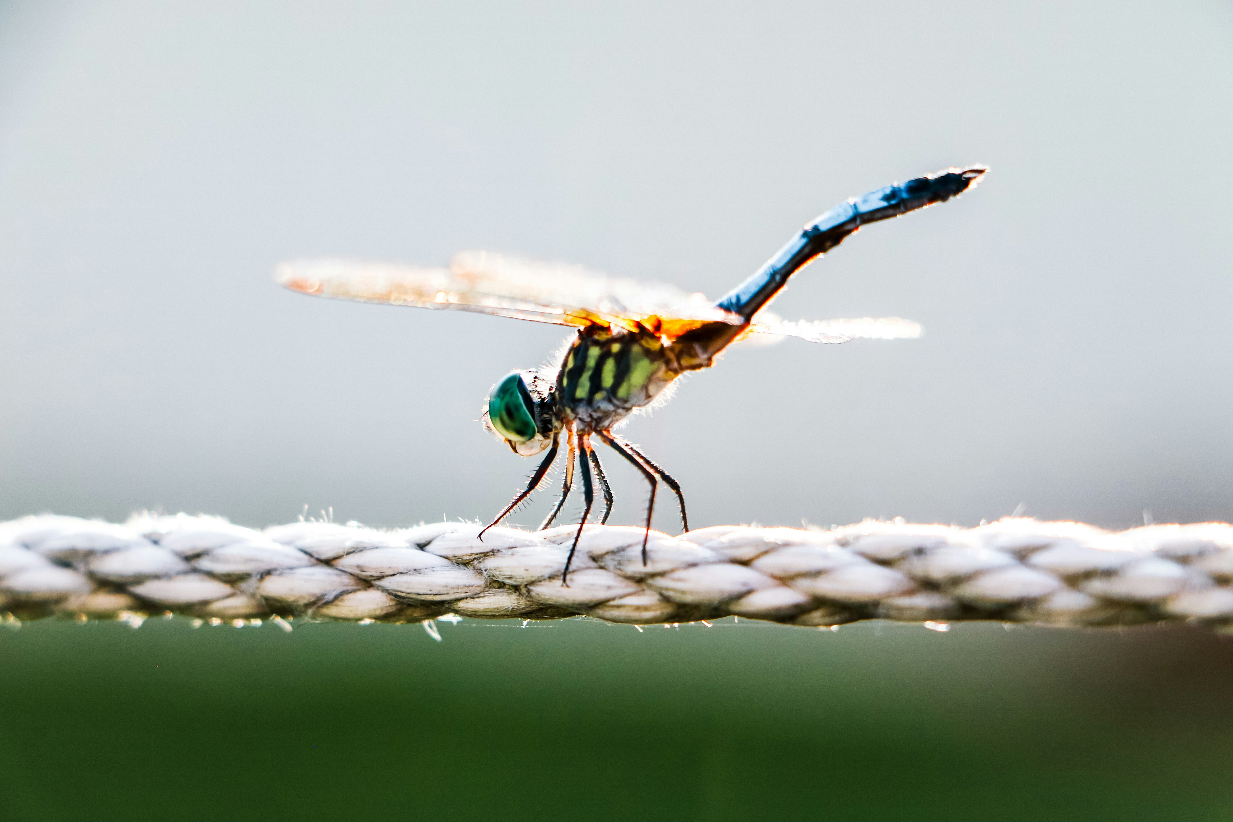 green and black dragonfly on brown stick in close up photography during daytime