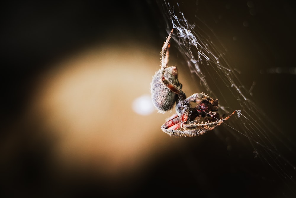 brown spider on web in close up photography