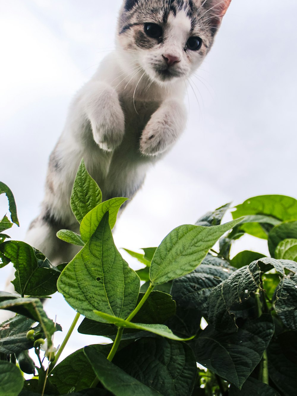 white cat on green plant
