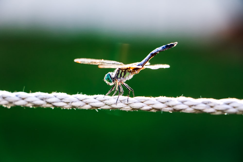 brown dragonfly perched on brown rope in close up photography during daytime